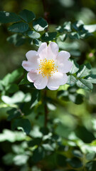 beautiful rosehip flower close up. Rosehip, Rosa canina light pink flowers bloom on the branches, beautiful wild shrub. Rosa woodsii, a variety of rose hips known as woods or indoor rose.