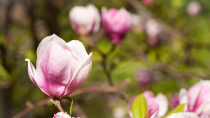 Fototapeta premium Magnolia. spring magnolia flowers, natural abstract soft floral background. beautiful flowers, delicate magnolia, in the garden or park. pink flower on green natural background. close-up