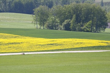 Obraz premium meadow and field with a sandy road green trees between slopes and a field of yellow rapeseed