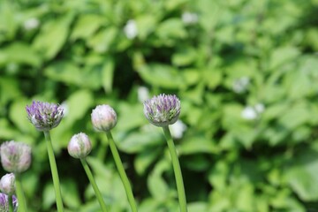 purple buds of ornamental onion before blooming on a green background