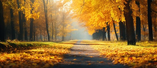 A forest road in autumn with yellow leaves scattered across the path and green grass growing on the...
