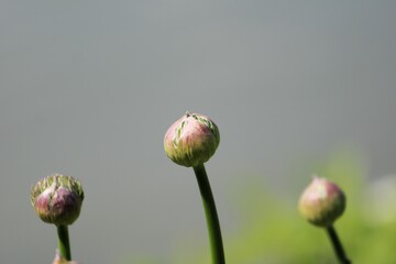 three round green buds moments before opening against a misty greenish background