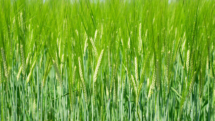 spikelets. cobs of corn close-up. Fresh green young unripe juicy spikelets of wheat on a blurred green field. Oats, rye, barley. harvest in spring or summer, closeup of a field