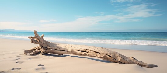 Fototapeta premium A piece of driftwood lying on the sandy shore with a beautiful ocean backdrop in the background creating a perfect copy space image