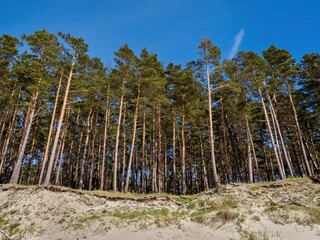 Pine forest by the sea. Sandy shore. Seascape.