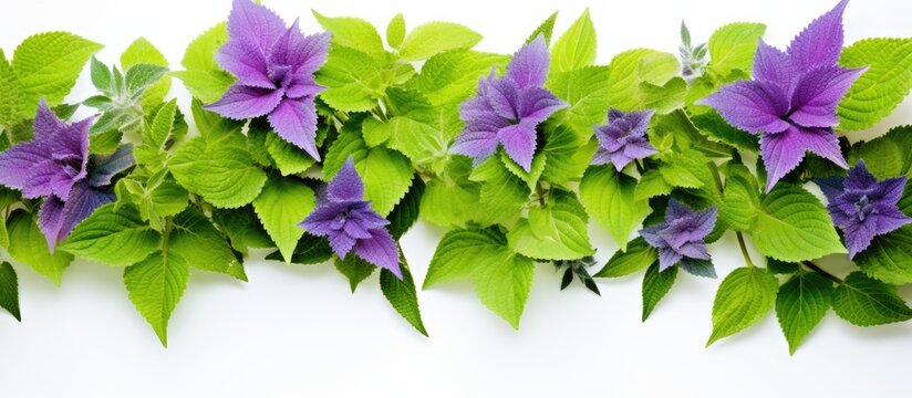 Green leaves of Country Borage and Coleus amboinicus Lour displayed on a white background with copy space image