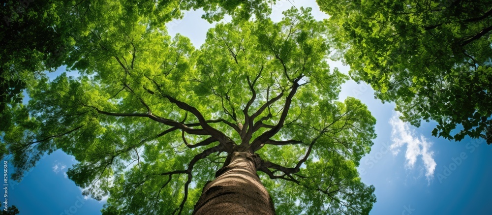 Sticker a tall green tree as viewed from the ground reaching up towards the sky in a copy space image