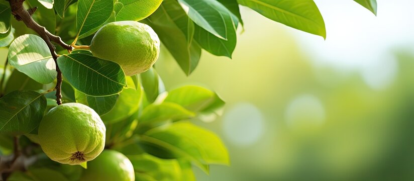 guava tree plant with its dense leaves against a natural background. Copy space image. Place for adding text and design
