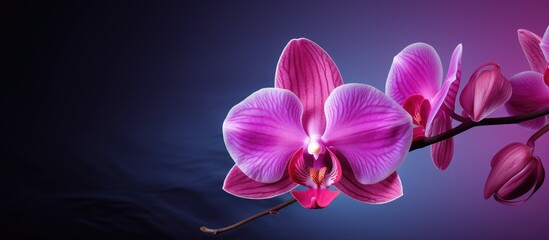 An exquisite orchid blossom with a striking appearance in a serene setting ideal for a design with copy space image