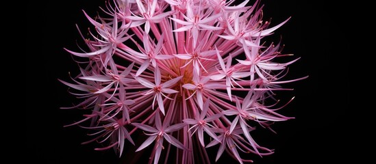 Allium cristophii also known as the Persian onion or star of Persia is a plant that features stunning blossoms suitable for a copy space image