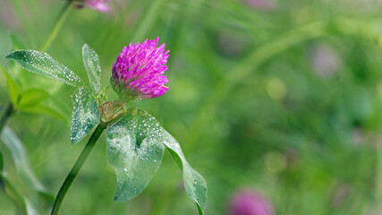 Red Clover, Trifolium pratense, in a typical meadow environment. delicate flower, on a light green natural background, with drops after rain, morning dew, moisture on the petals. macro nature.