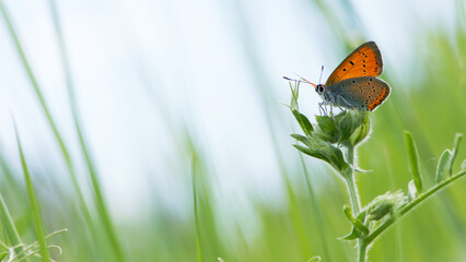 Lycaena phlaeas. A Small Copper Butterfly, Lycaena phlaeas, perched on a blade of field plant....