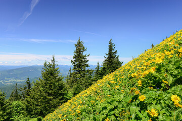 View of Columbia River Gorge from Dog Mountain trail. Yellow balsamroot wildflowers are blooming....