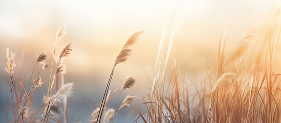 Obraz premium Tall grass illuminated by the sun in a light fog creating a tranquil atmosphere with copy space image
