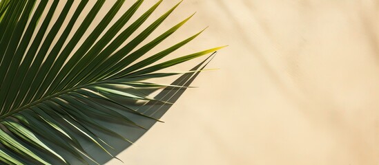 Obraz premium Top view of a green tropical leaf shadow on sandy background depicting a minimalist summer theme with a palm tree leaf for a creative copy space image