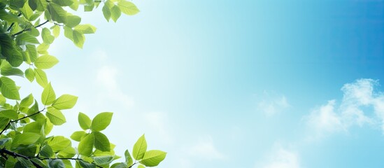 Obraz premium Nature inspired images featuring leaves trees sun and blue sky are ideal for various design purposes like pattern wallpaper ads and posters with copy space image