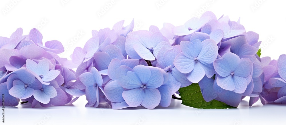 Poster Hydrangea flower isolated on white with copy space image