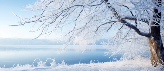 The branches of the tree are covered with frost on a winter sunny cold day. Copy space image. Place for adding text and design