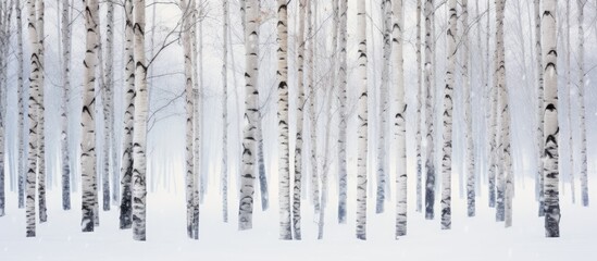 Close up of a birch forest with a wall of trunks creating a textural background for layout ideal as a natural winter landscape with snow and frost perfect for a copy space image