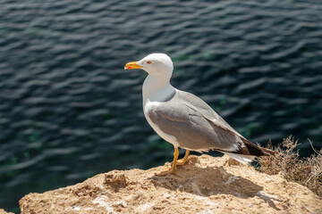 Seagull Perched on Cliff Edge