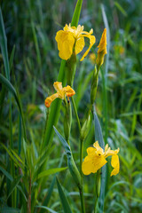 Iris pseudacorus, the yellow flag, yellow iris, or water flag in a riverside forest in austria