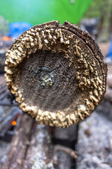 mushroom in the forest