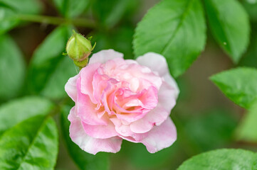 雨で水滴がついて綺麗なピンクのバラ