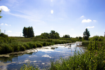 Fototapeta premium Landscape with a small river in the summer on a sunny day