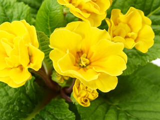 Obraz premium Beautiful yellow primula plant close up