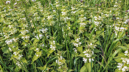 white flowering buds and flowers of dead nettles