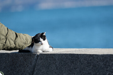堤防でくつろぐ猫を撫でる人
