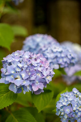 鎌倉245　荏柄天神社31　紫陽花