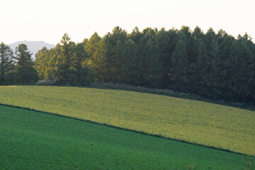 9月の美瑛の夕暮れ風景