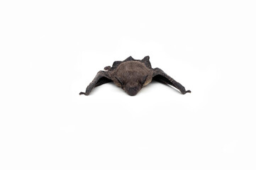 Bats isolated on white background.