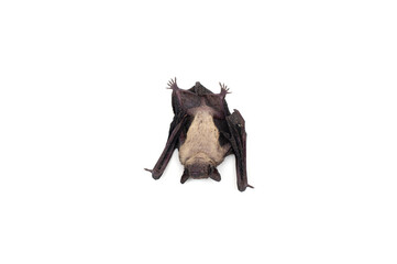 Bats isolated on white background.