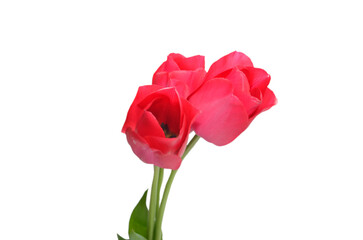 Pink tulips, isolated on white background