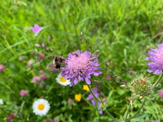 bee on a flower