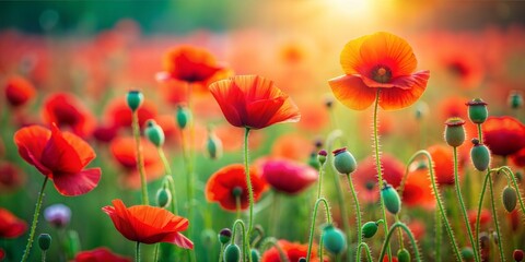 Fototapeta premium Poppy Field Blur: A red and green blurred background featuring the striking beauty of a poppy field in summer. 