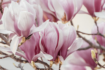 Magnolia Sulanjana flowers with petals in the spring season. beautiful pink magnolia flowers in...