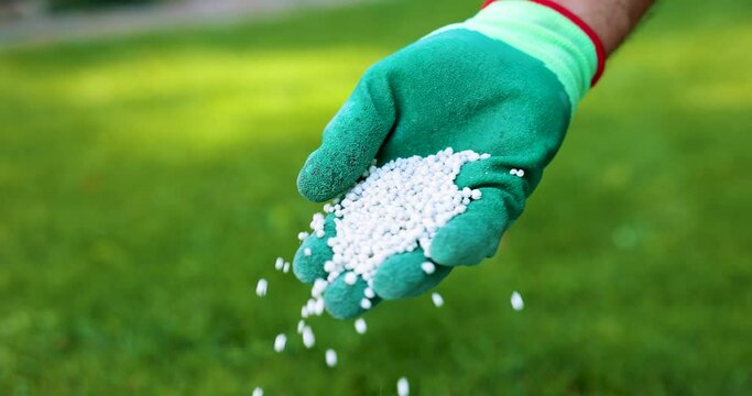 feeding lawn with granular fertilizer for perfect green grass