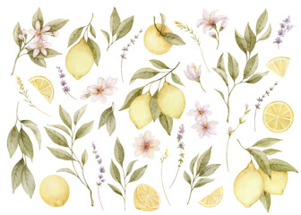 Watercolor yellow lemons, twigs, slices, flowers and green leaves. Vector set of botanical illustrations isolated on white background. Hand drawn floral .design on white.