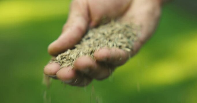 lawn seeding. hand with grass seed