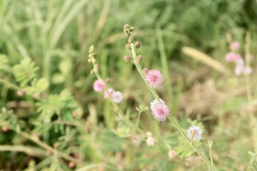 Close-Up of Mimosa Pudica (Putri Malu) with Delicate Leaves and Pink Flowers