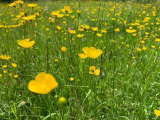 yellow dandelions on grass