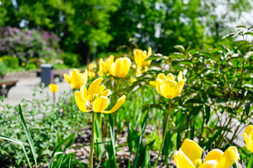 Yellow tulips in a flower bed in the park.