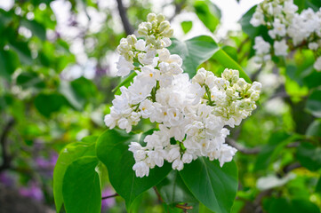 A branch of blooming white lilac. Close-up.