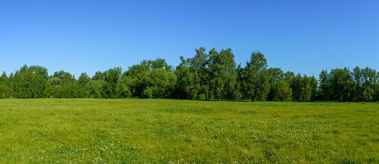 Grass and blue sky. Large forest clearing in summer surrounded by mixed forest	
