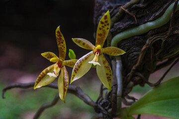 Closeup view of yellow orange and red flowers of epiphytic orchid species phalaenopsis cornucervi blooming outdoors in tropical garden