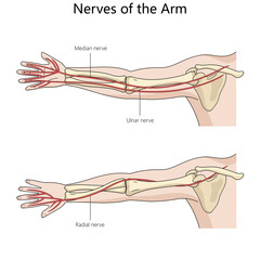 median, ulnar, and radial nerves in the arm with detailed anatomical labeling structure diagram hand drawn schematic raster illustration. Medical science educational illustration