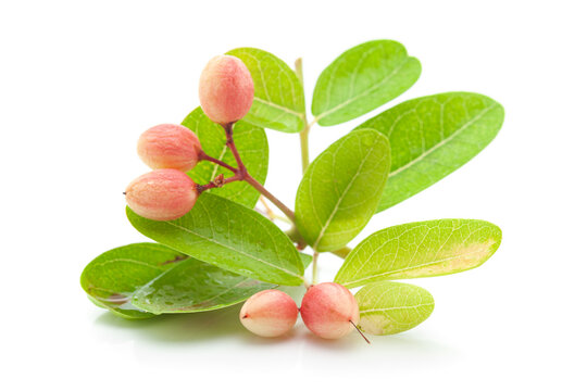 Close-up and details of Organic pink and white Indian karonda (Carissa carandas) fruit with leaves isolated over white background.